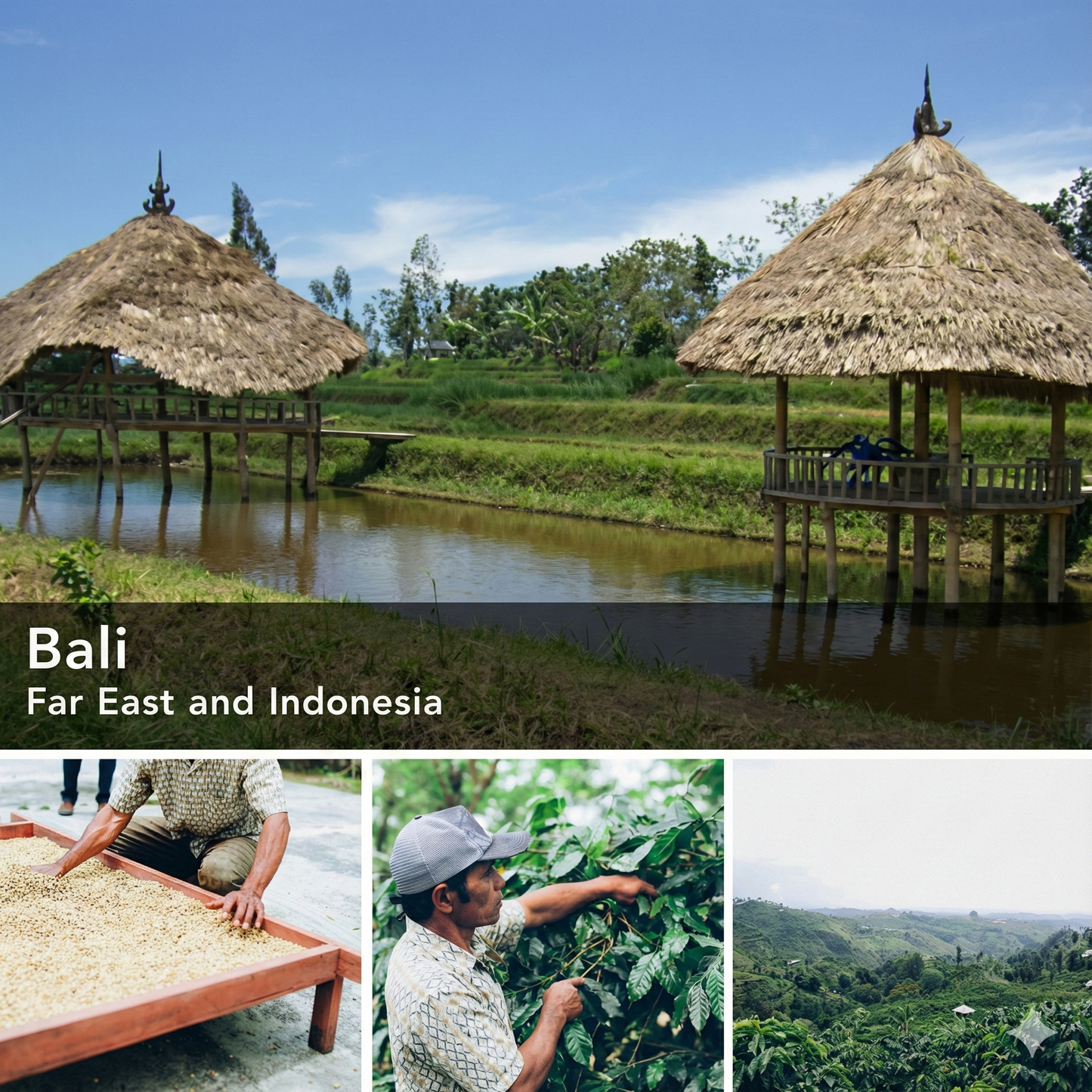 Bali Blue Krishna Coffee