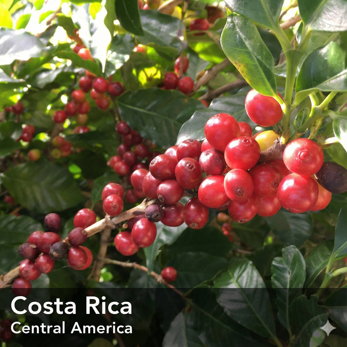 Costa Rica Coffee